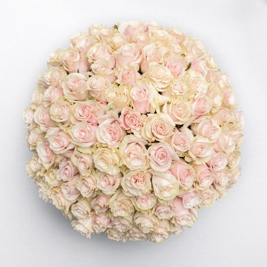 100 Roses Pink Amour