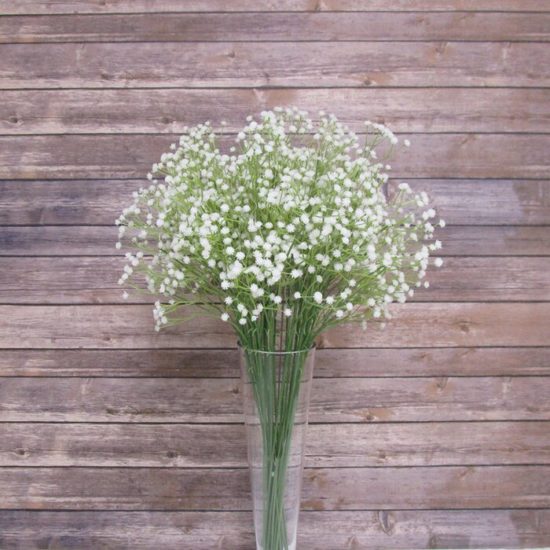 White Gypsophila