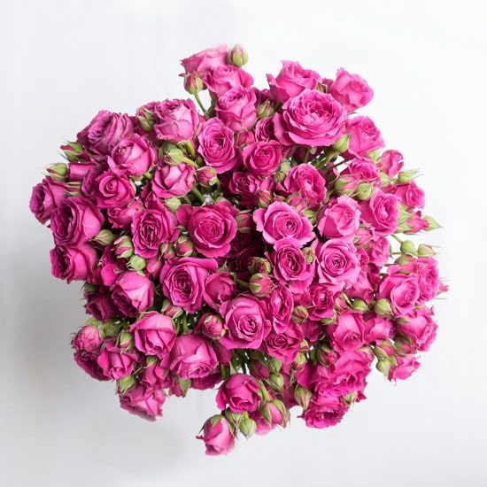 Pink Spray Roses