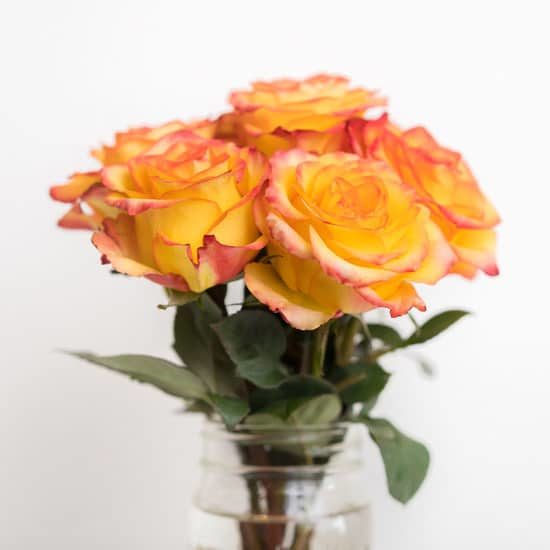 Roses Gold Pick Me Up