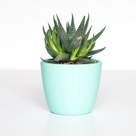 Haworthia “Dracarys”