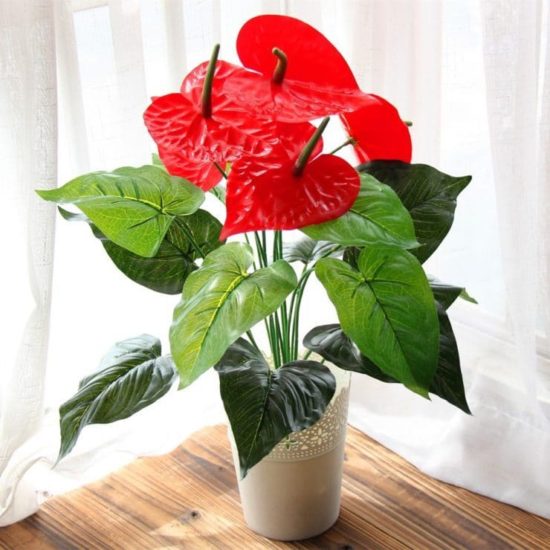 Anthurium "Love heart"