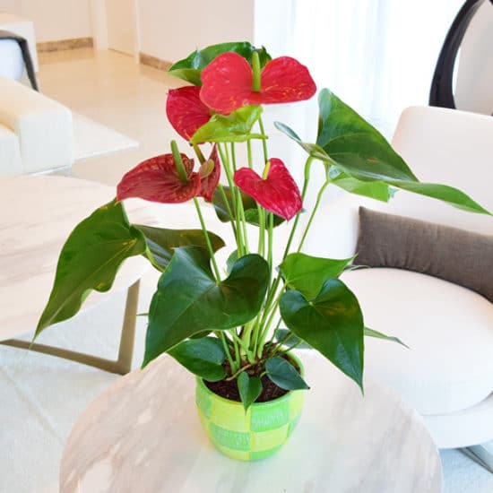 Anthurium "Love heart"