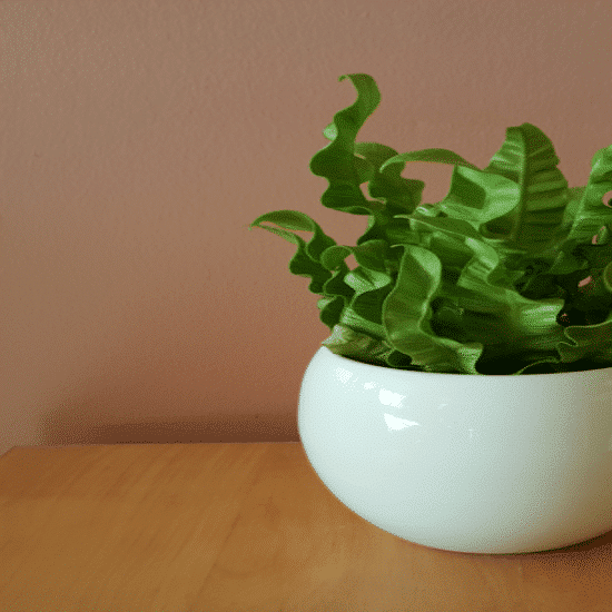 Asplenium “Crispy Wave”