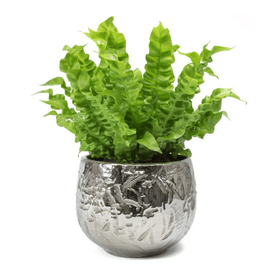 Asplenium “Crispy Wave”