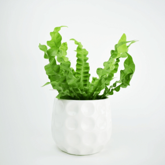 Asplenium “Crispy Wave”