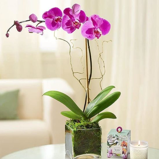 Elegant Orchid