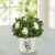 Graceful Gardenia Plant