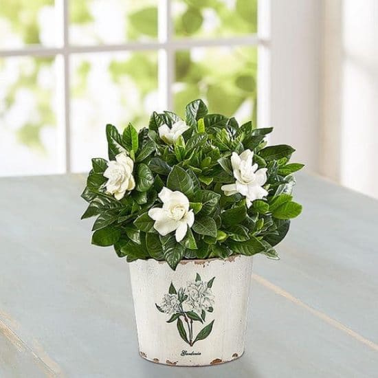 Graceful Gardenia Plant