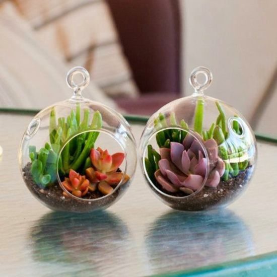 Succulents in the glass