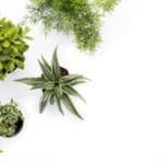 Which House Plants Clean The Air?